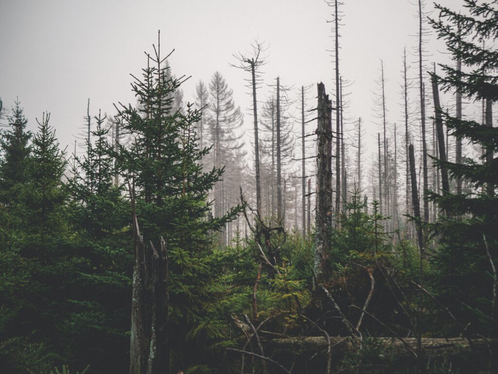 The Harz Mountains, Germany