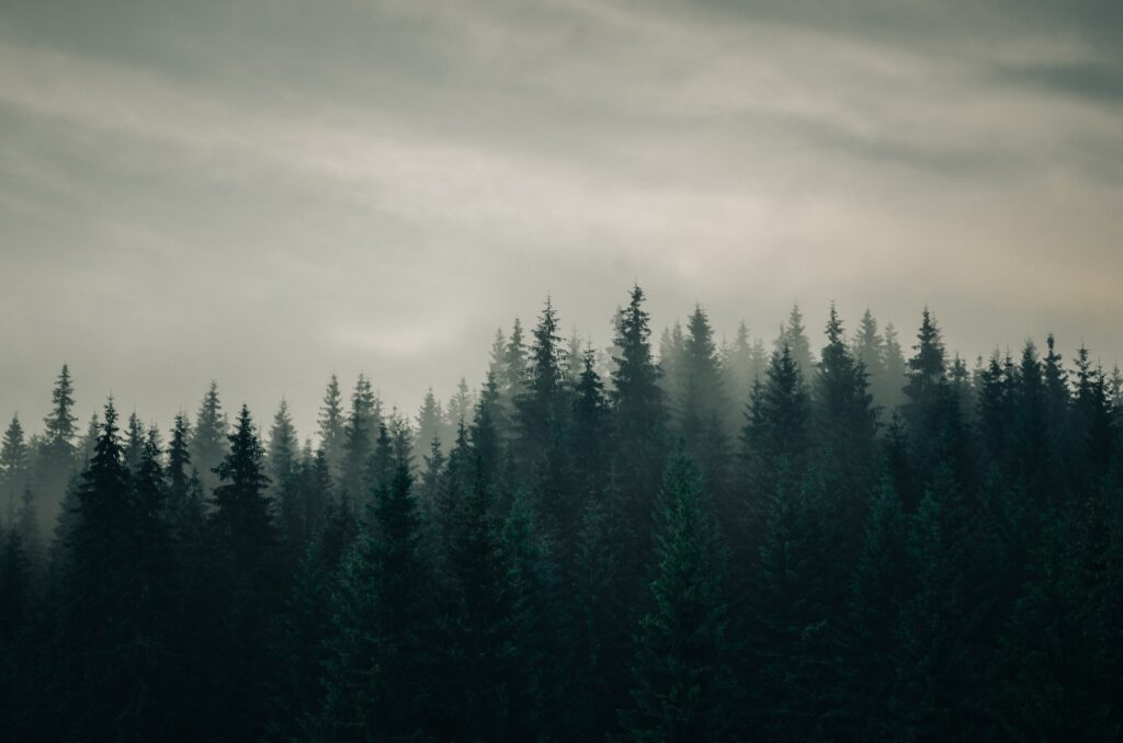 Hoia-Baciu Forest, Transylvania