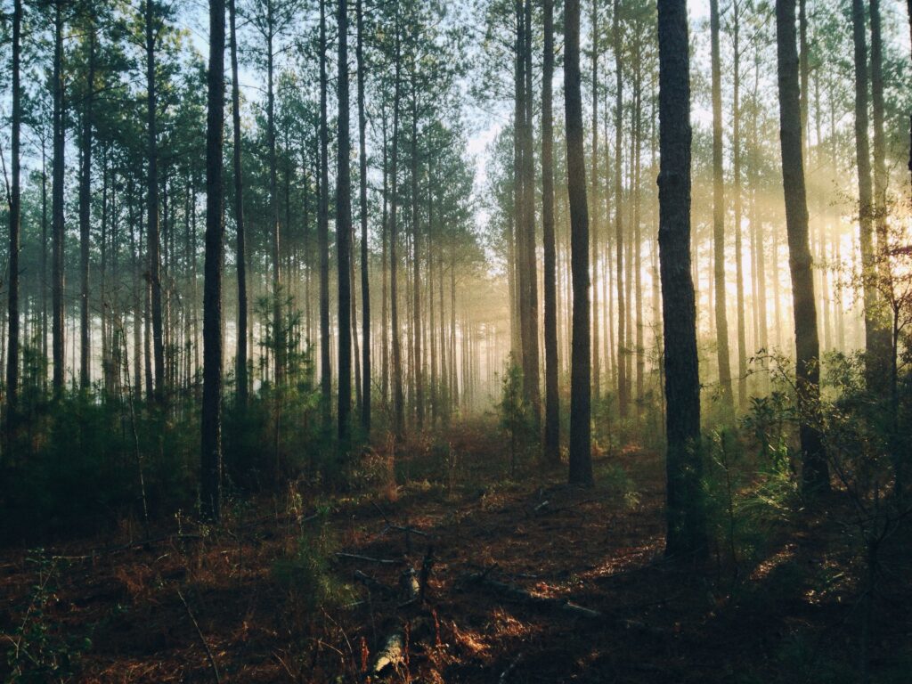 Białowieża Forest, Poland