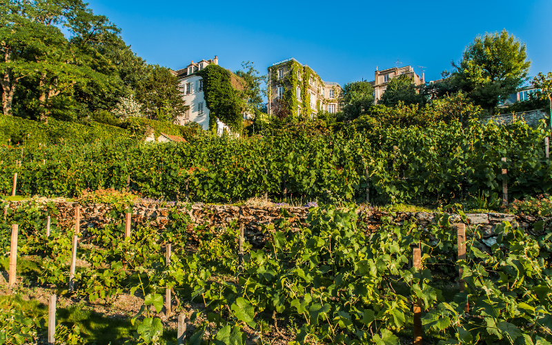 Montmartre Vineyard in Paris