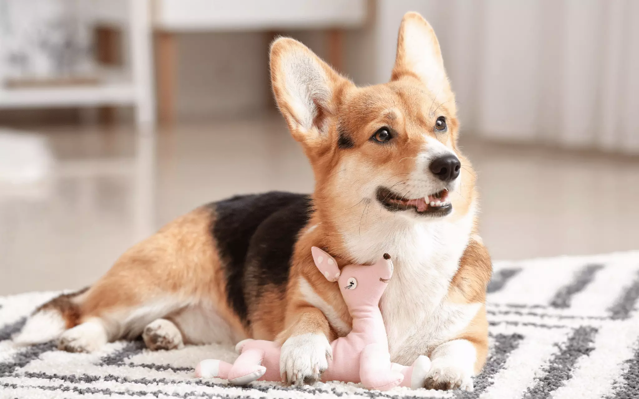 Dog resting in a dog-bed