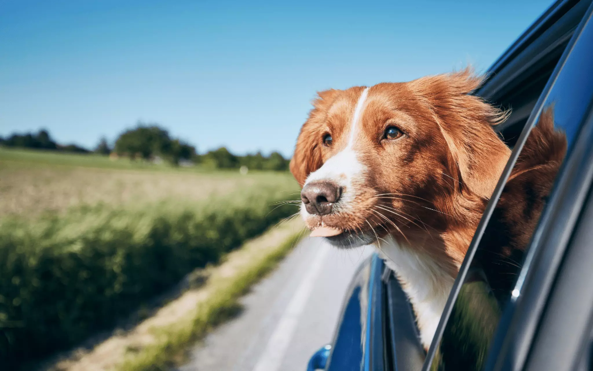 Travelling with a dog: Best Tipps from pet-friendly Leonardo Hotels