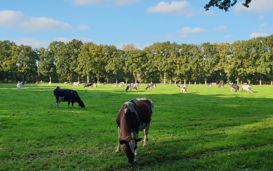 Amelisweerd Naturreservat, Utrecht