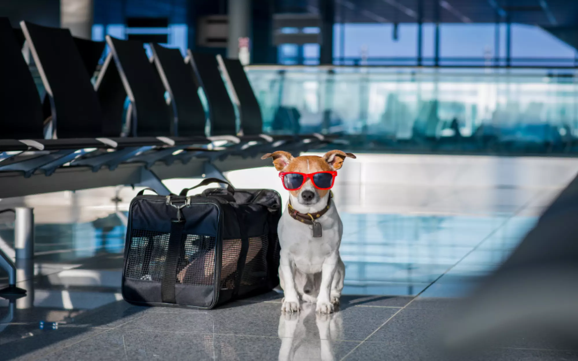 Flying with a Pet: A dog at the airport