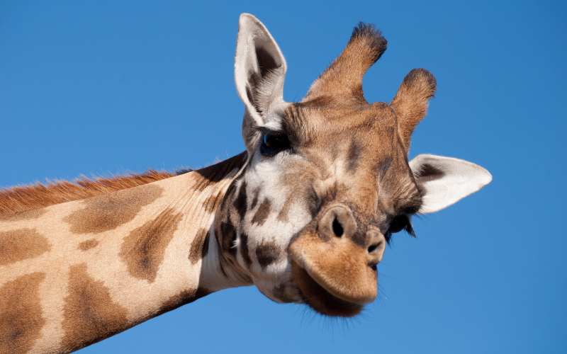 A giraffe at a zoo
