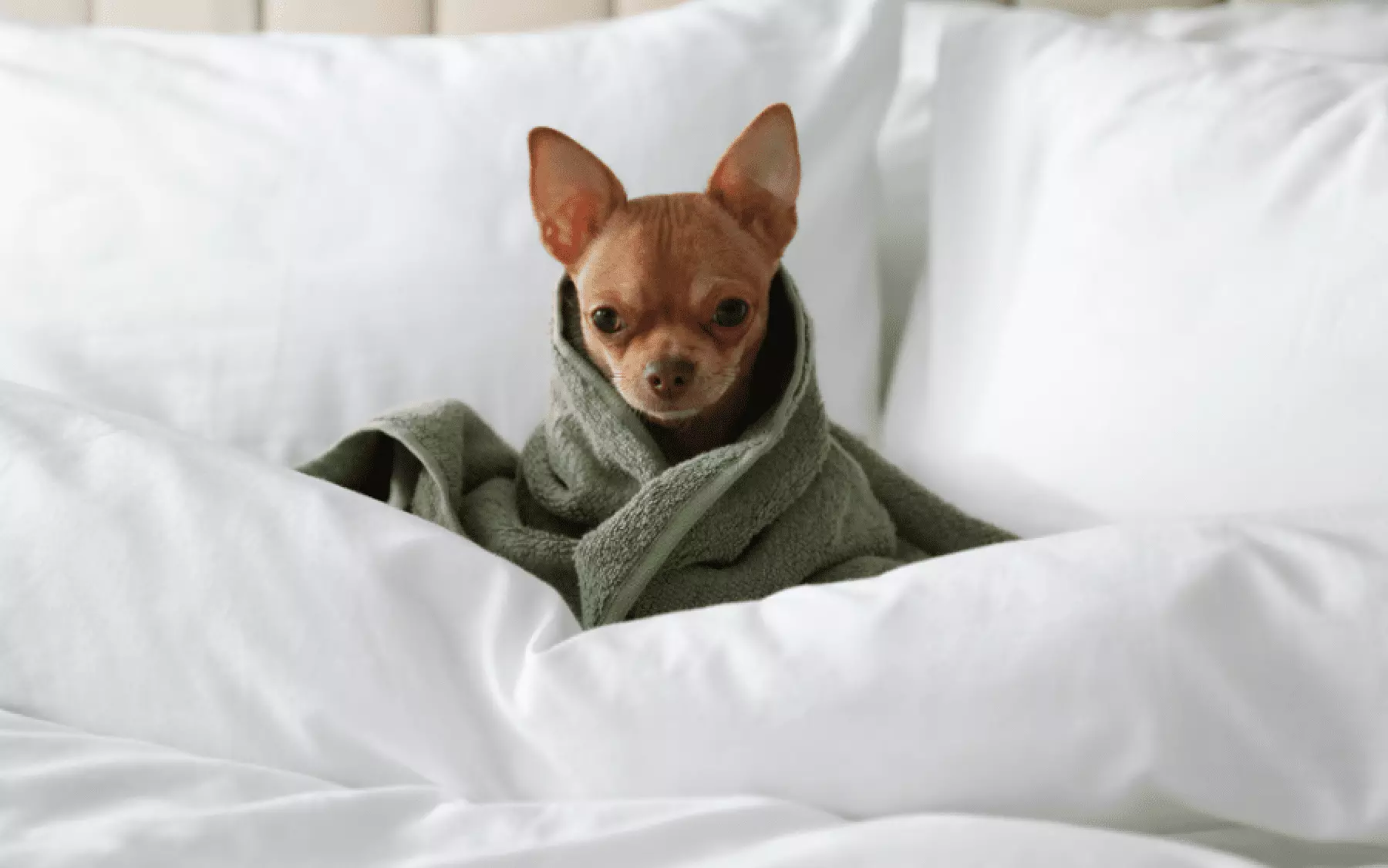 Dog at Leonardo Hotels - pet-friendly hotel chain in Europe and the UK.