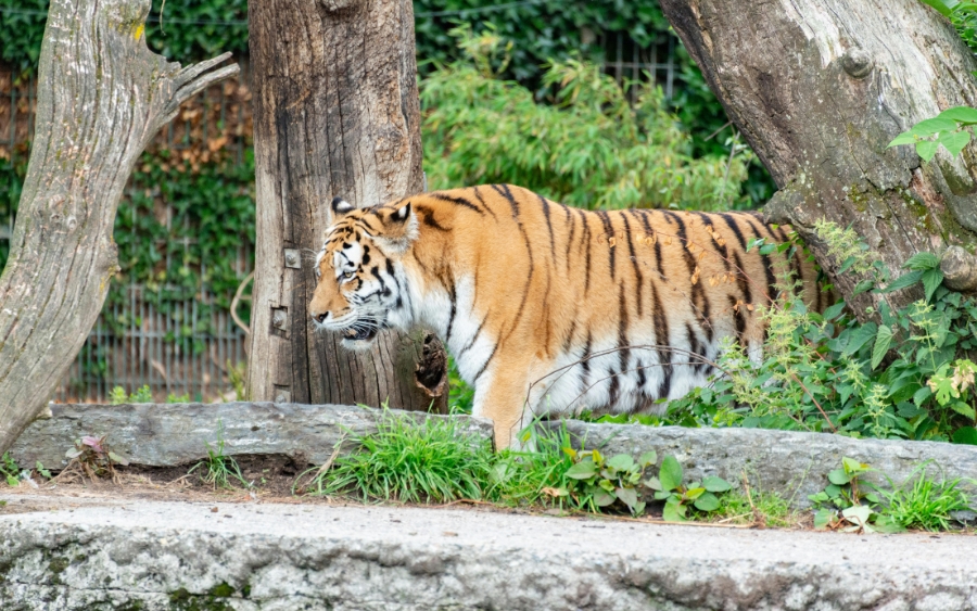 Tiger in Magdeburg Zoo, Germany