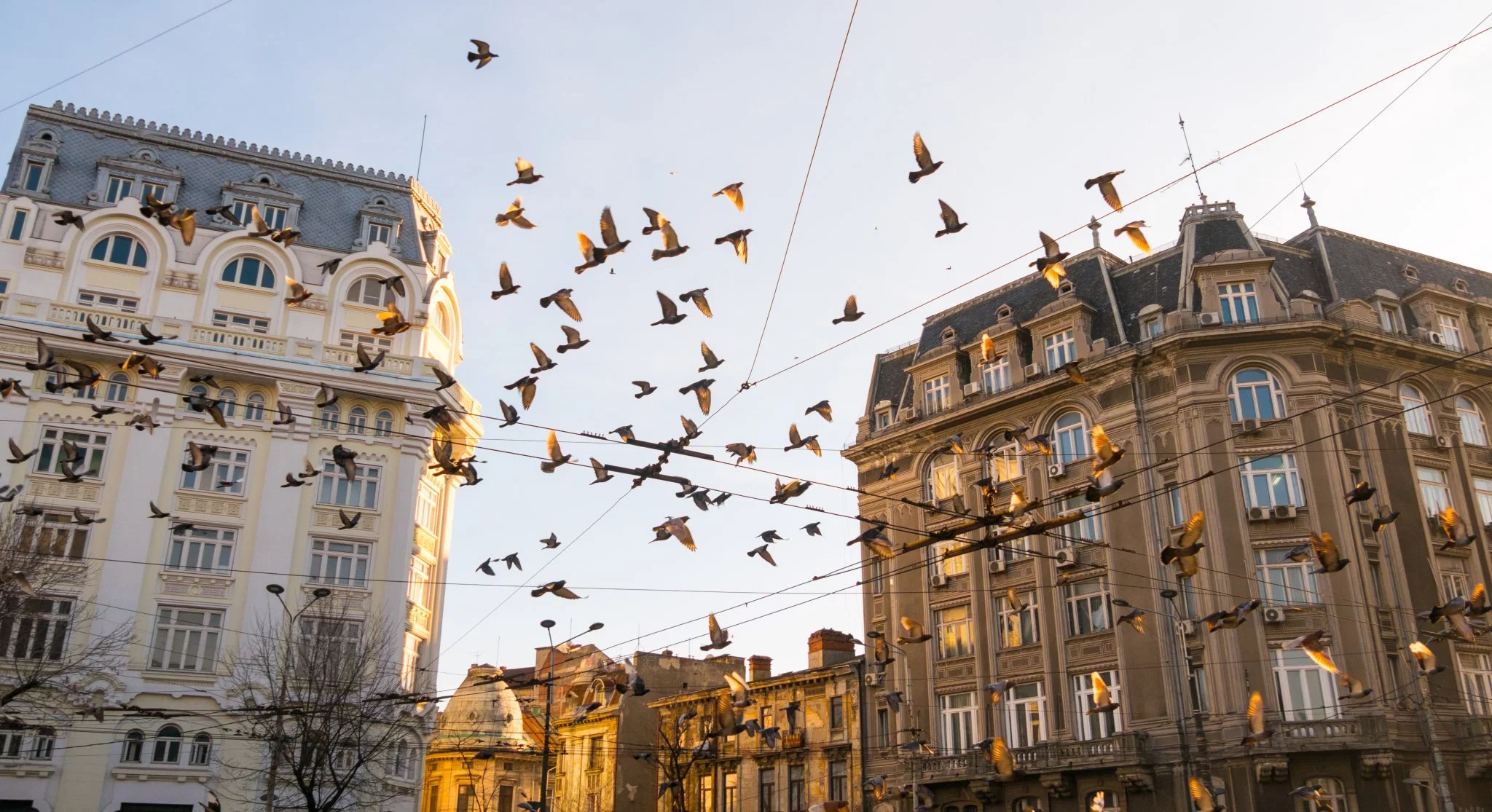 European baroque architecture in Bucharest, Romania with a flight of pigeons.